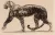 Panthère. 1910

Fusain sur papier vélin oriental

34,5 x 52,3 cm

Signé, situé et daté Jouve Paul Anvers-10

Numéro d'inventaire  AMD 675